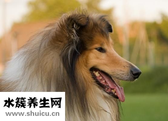 龙葵的功效与作用