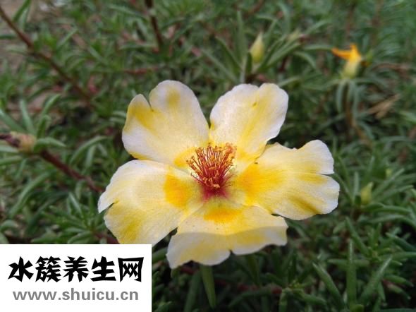 二硫化硒洗剂
