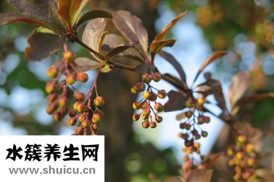 茜草的功效与作用
