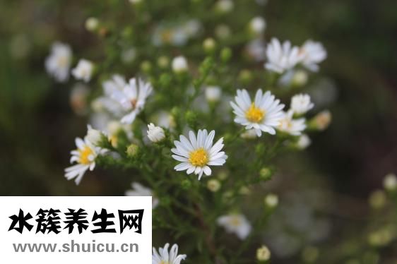 妇科千金片