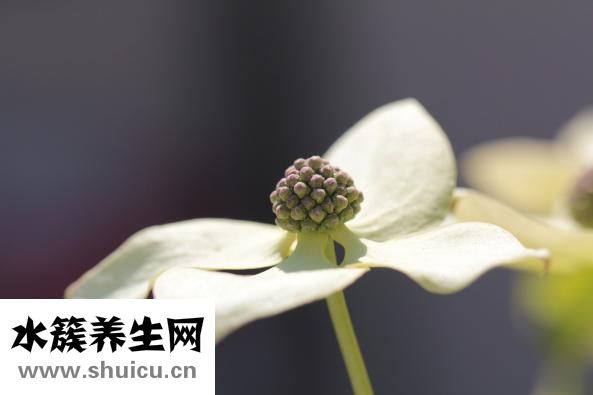 六位地黄丸