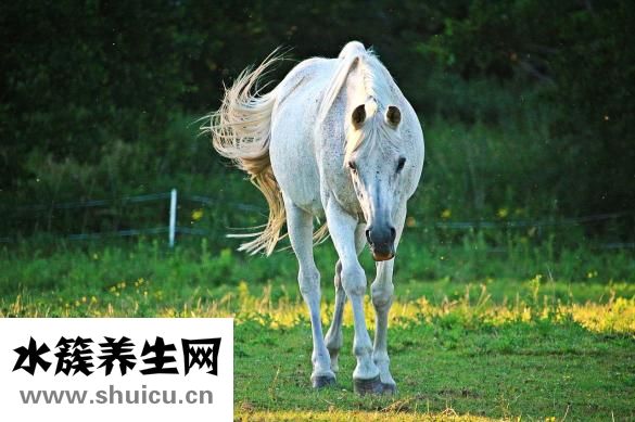 没药的功效与作用