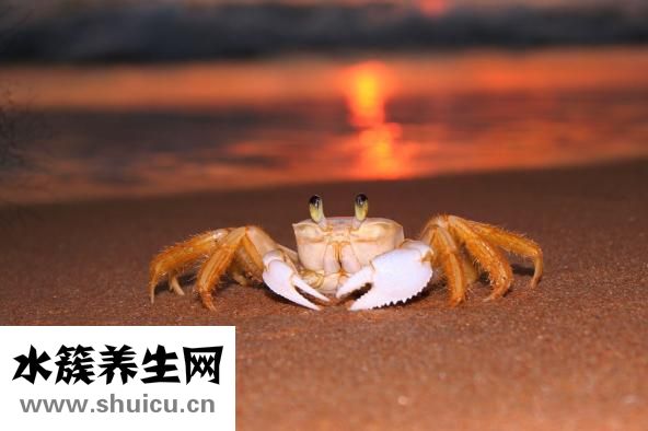 大闸蟹怎么吃