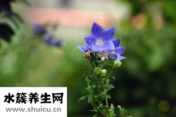 桔梗花的花语