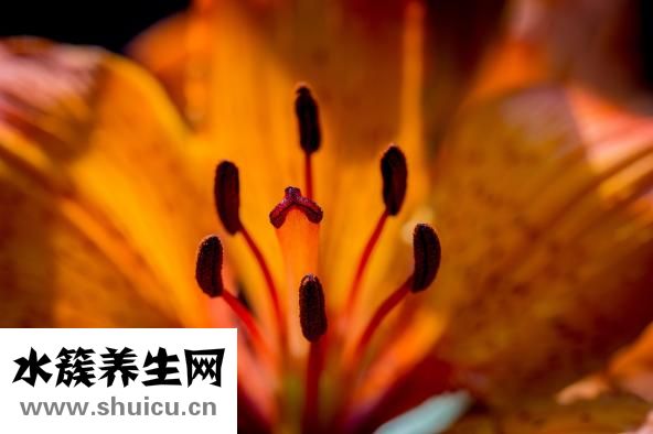 畸胎瘤是怎么形成的