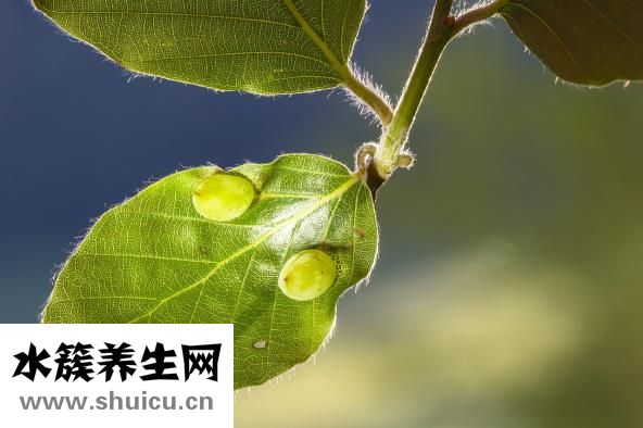 熊去氧胆酸胶囊