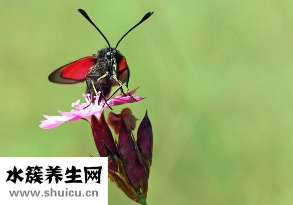 麝香保心丸