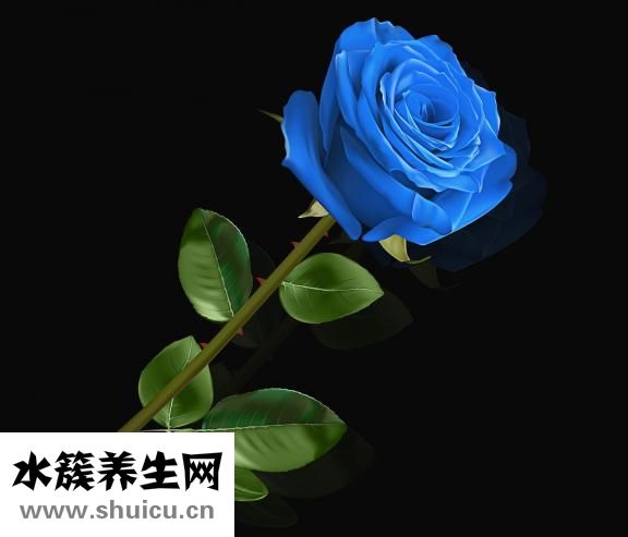 桔梗花的花语