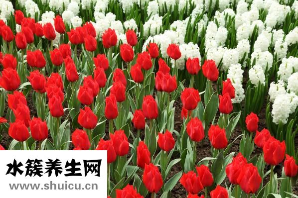 桔梗花的花语