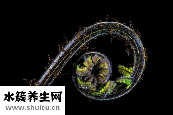 没药的功效与作用