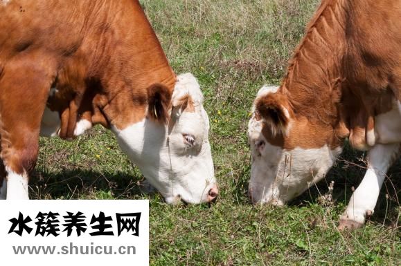 五加皮的功效与作用