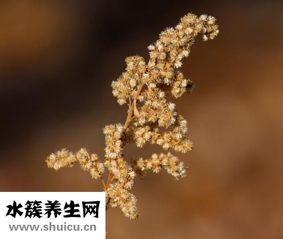 七叶一枝花