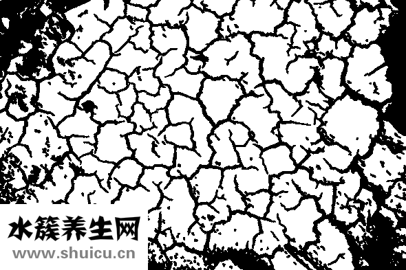 薏苡仁的功效与作用