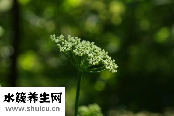 秋水仙碱片