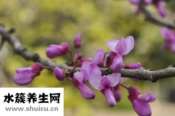 丁香的功效与作用