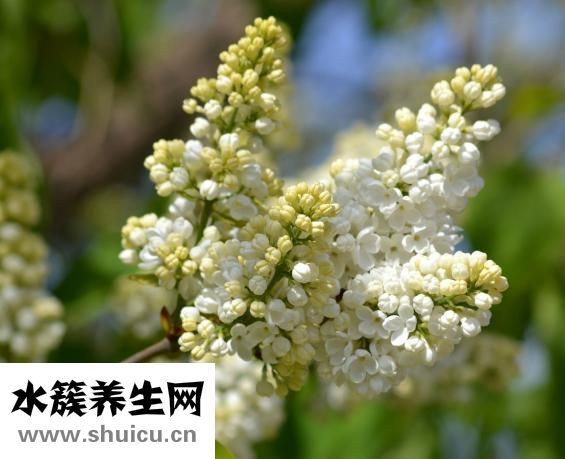 丁香的功效与作用