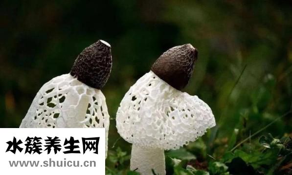 竹荪的功效与作用