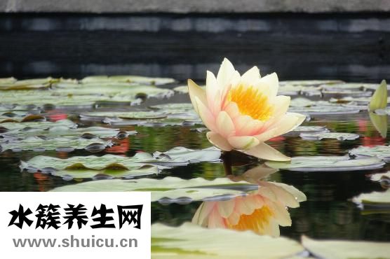 大闸蟹怎么蒸