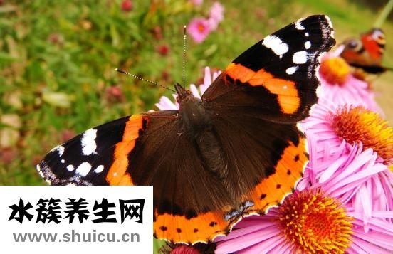 牛腩炖萝卜