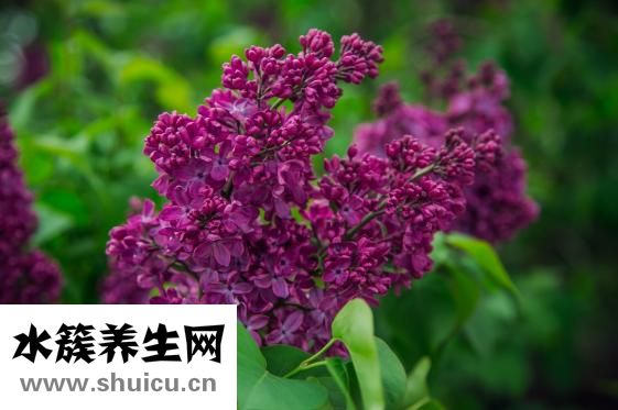 丁香的功效与作用