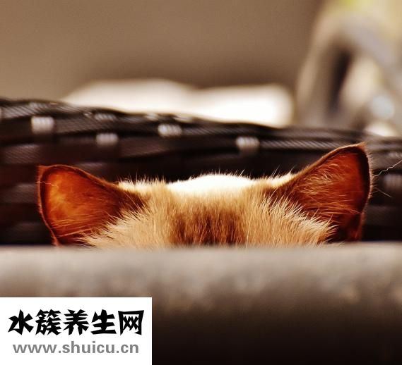 马铃薯是土豆吗
