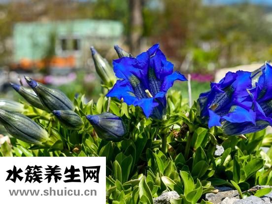 龙胆泻肝汤
