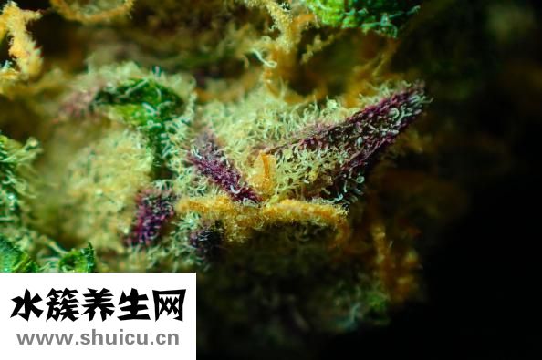 头孢地尼胶囊