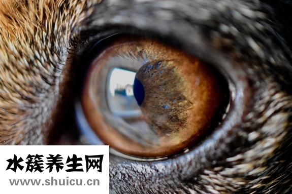 最新黄色网址