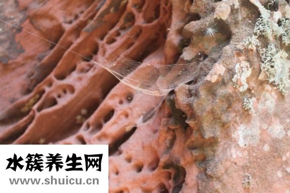 人体器官图普解析：不同功能有不同寓意