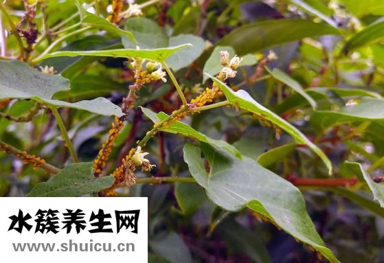 双硫仑样反应