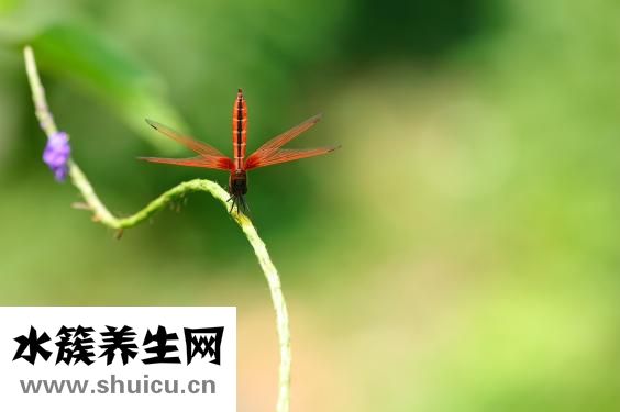西兰花怎么做好吃