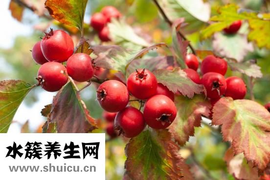 糙米是什么米