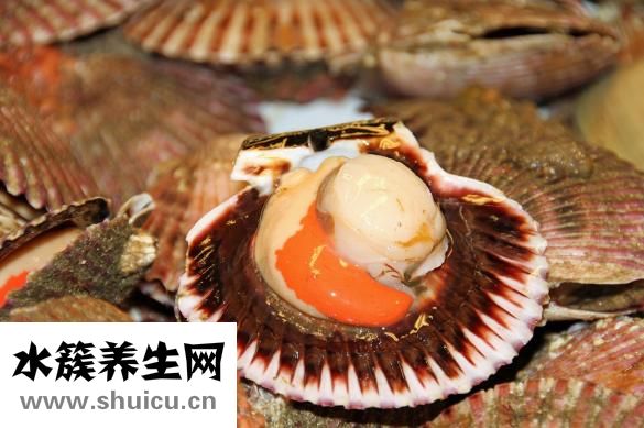 扇贝的家常做法