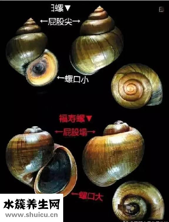 福寿螺和田螺的区别