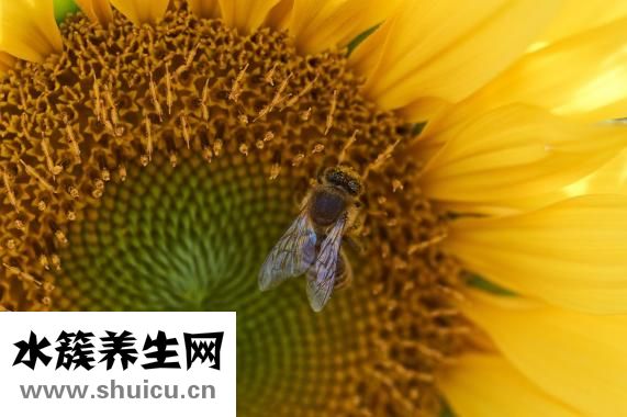 马来酸氟伏沙明片