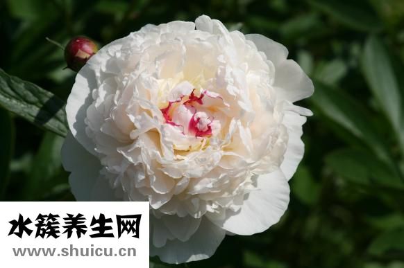 芍药的功效与作用