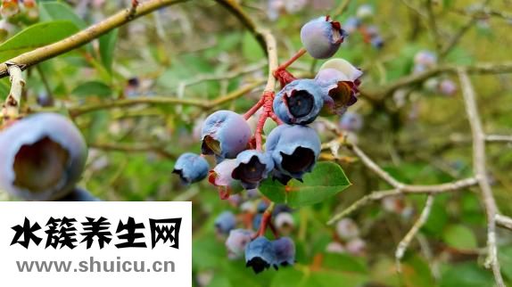 肛门出血是什么原因
