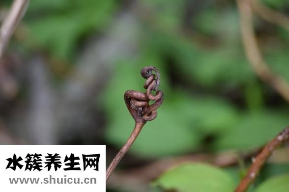 艾普拉唑肠溶片