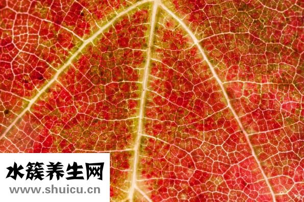 贝伐珠单抗