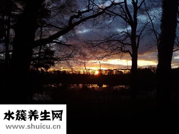 水蛭的功效与作用