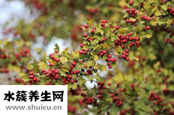 五氧化二磷