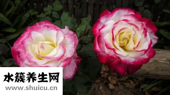 玫瑰花的功效与作用
