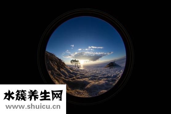 百部的功效与作用