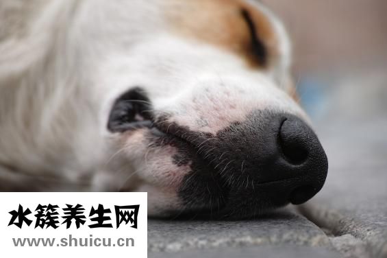 咸鸭蛋煮多久