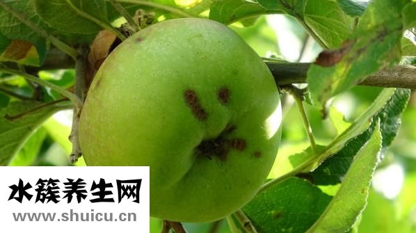 孕妇能吃黑米粥吗