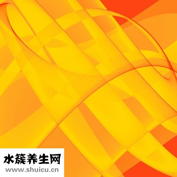 岩茶属于什么茶