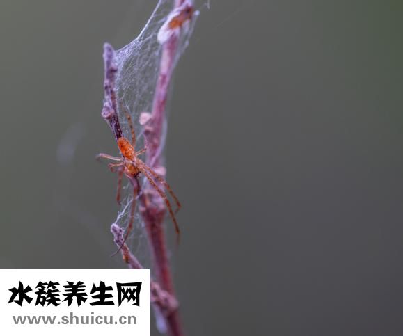 头曲和特曲的区别