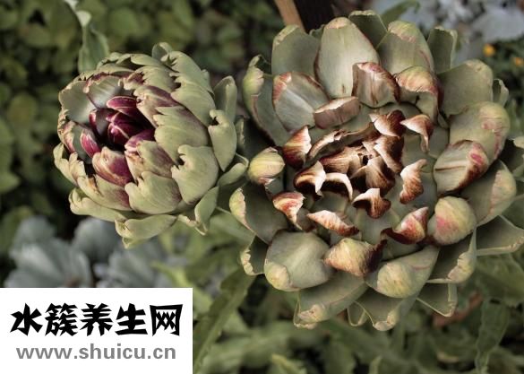 山药红枣小米粥