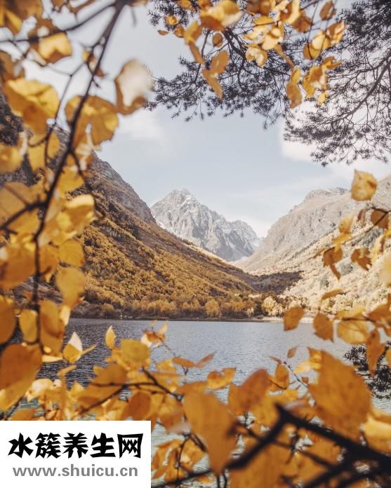 孕妇可以吃猪心吗