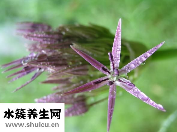 五香粉是啥
